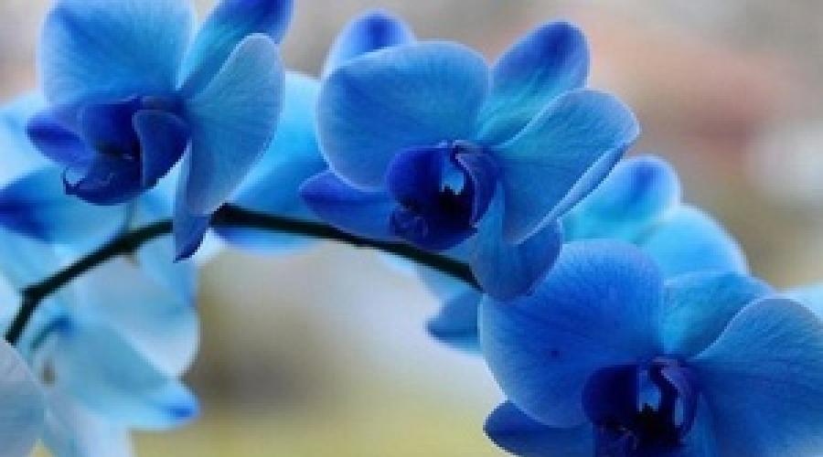    Тайна синей орхидеи: есть ли у природы к этому цветку голубой тон? Как покрасить в домашних условиях? Фото бутонов