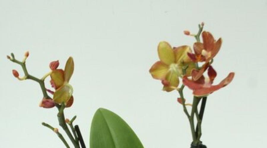 Czy można ciąć liście orchidei?  Orchidea zwiędła, co dalej - zmierzyć siedem razy lub przyciąć raz... Czy muszę odcinać żółte liście storczyka?