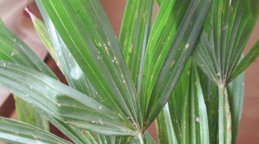 Dlaczego liście palmowe wysychają.  Przyczyny żółknięcia liści palmowych.  Warunki istnienia rośliny tropikalnej w domu