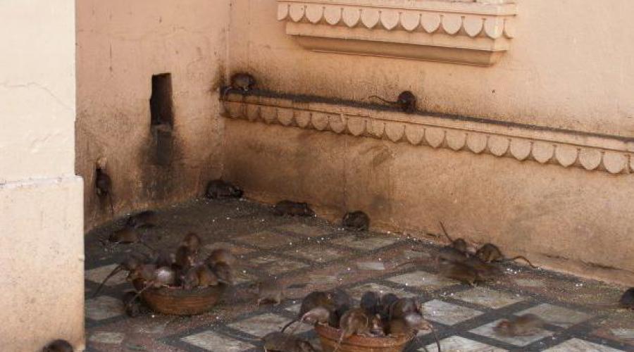 Чего боятся крысы в жилых помещениях: как отпугнуть грызуна и предотвратить его повторное нашествие. Интересные факты о крысах Отчего появляются в доме крысы