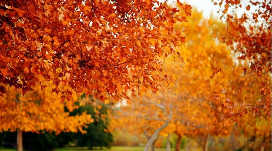 Почему осенью желтеют листья? Исследовательская работа на тему: Почему листья осенью желтеют, а комнатные растения нет? Почему листья желтеют и краснеют осенью