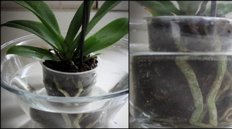Орхидея: как часто поливать, как ухаживать? Орхидеи в комнатных условиях. Как правильно поливать комнатную орхидею во время цветения, зимой, летом, после покупки, пересадки, в горшке в домашних условиях янтарной кислотой, чесночной водой, удобрениями и ка