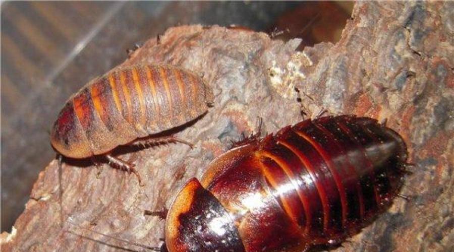 Какие тараканы. Многообразие насекомых: чем строение таракана может удивить? Где обитают тараканы