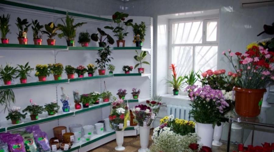 Holenderskie kwiaty domowe.  Kwiaty z Holandii: tajemnice pielęgnacji.  Siatki i plastikowe kubki na korzeniach
