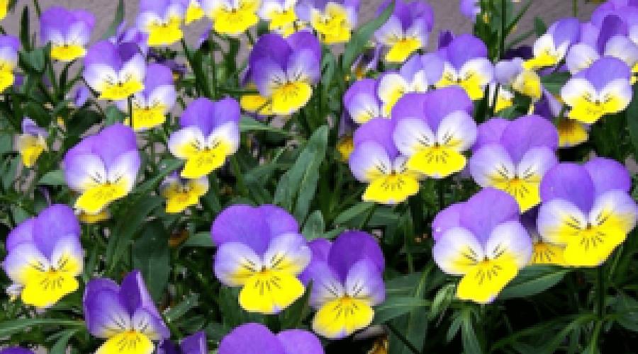 Propiedades curativas de la violeta tricolor en la medicina popular.  Propiedades útiles de las violetas.