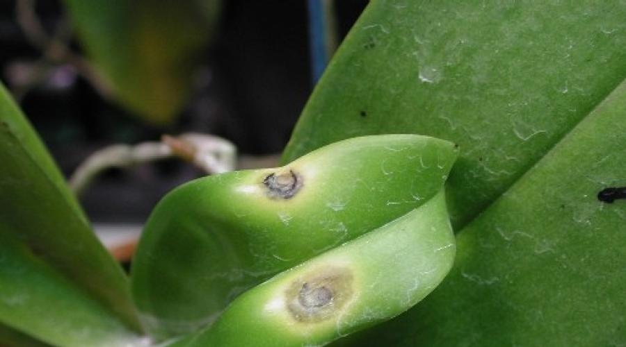 Водянистые пятна на листьях орхидеи фаленопсис. Пятна на листьях орхидей — как бороться? Причины возникновения патологий листьев