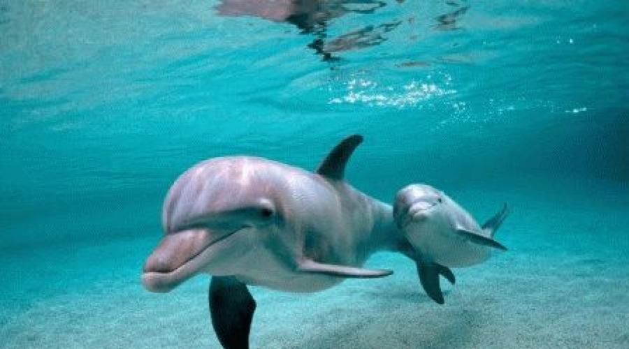 Сонник стая дельфинов. К чему человеку снятся дельфины