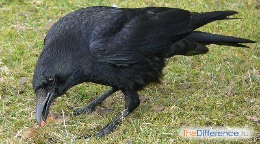 Обыкновенный ворон и ворона: разные, но похожие. Интересный мир природы: ворон и ворона
