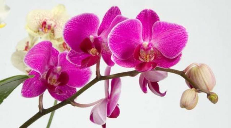 Как набирает цвет орхидея. Как заставить орхидею цвести – практические советы от бывалых цветоводов
