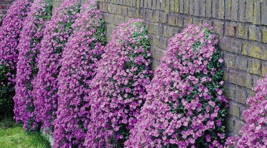 Cvijeće kamenjara.  Može li se aubrieta uzgajati kao sobna biljka?  Uzgoj presadnica