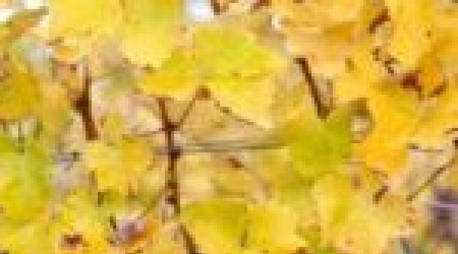 When leaf fall ends for birch, linden, and maple trees.  Why do the leaves turn yellow and fall off in the fall?  This is interesting How to explain to a child why the leaves turn yellow