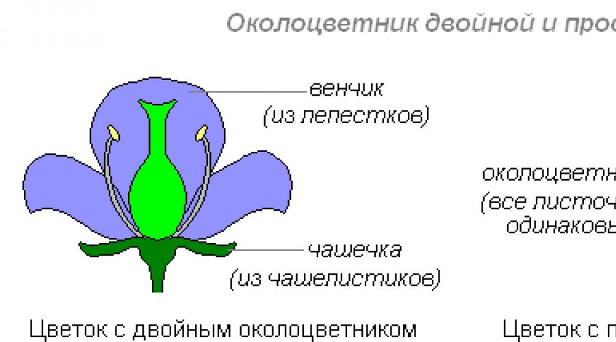 Диаграмма астровых. План-конспект занятия по биологии (6 класс) на тему: Составление формул цветков и чтение диаграмм