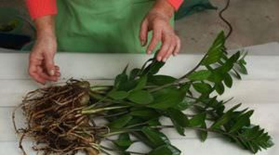 Что происходит с листьями замиокулькаса, и как помочь любимому растению. У замиокулькаса желтеют листья — что делать