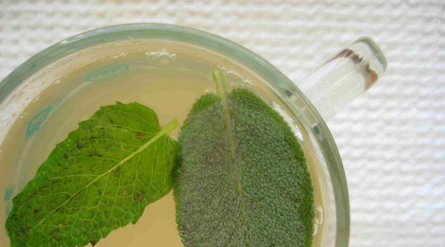 Beneficial properties of mint tea and its harm.  Peppermint tea: benefits and harms, mint tea recipes, contraindications