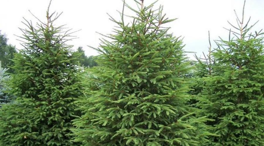 Opis božićnog drvca, uzgoj drvca i briga o njemu.  Smreka, evropska omorika (Picea abies, excelsa) Koje listove ima smrča?