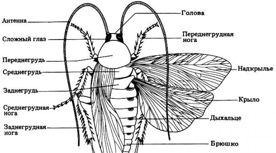 Zewnętrzna i wewnętrzna struktura karaluchów.  Zdjęcia różnych rodzajów karaluchów Charakterystyczne oznaki karaluchów