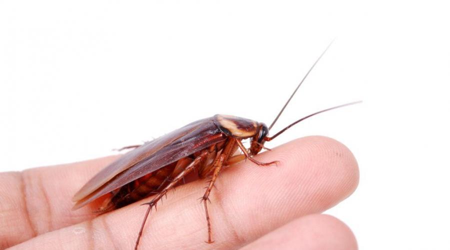 Rodzaje karaluchów domowych.  Rodzaj karaluchów żywiących się rzęsami (zdjęcie).  Rodzaje karaluchów w mieszkaniu - jak wyglądają przykłady karaluchów